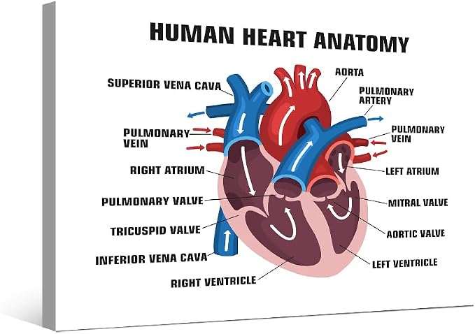 Anatomy-10