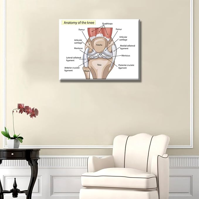 Anatomy-2