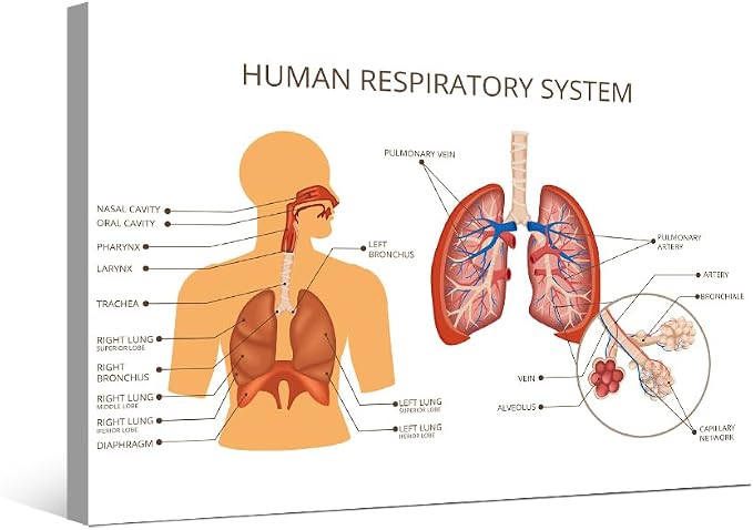 Anatomy-13