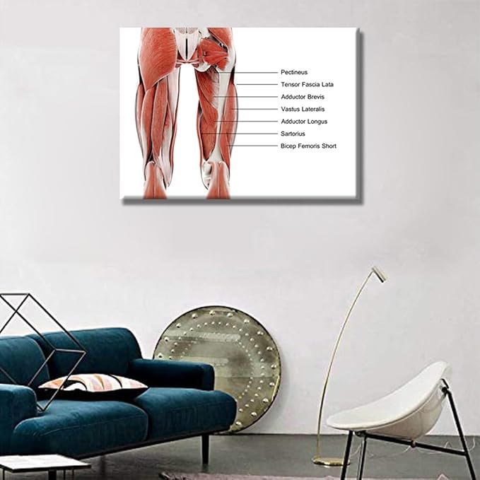 Anatomy-12