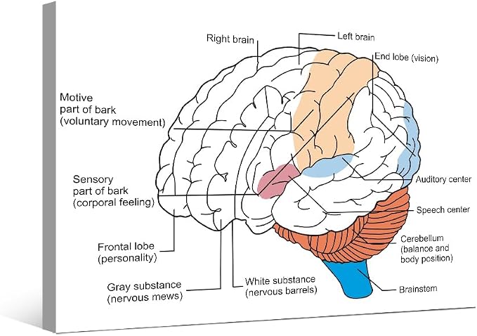 Anatomy-1