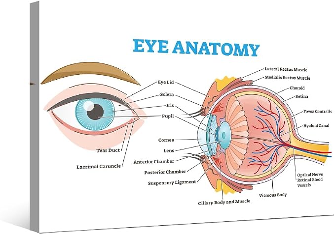 Anatomy-11