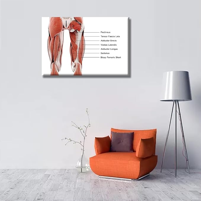 Anatomy-12