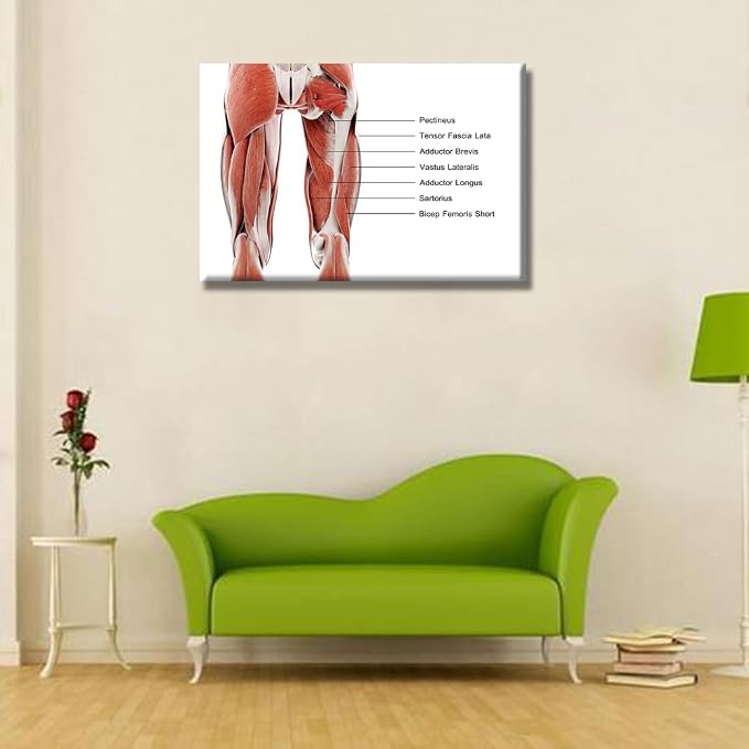 Anatomy-12