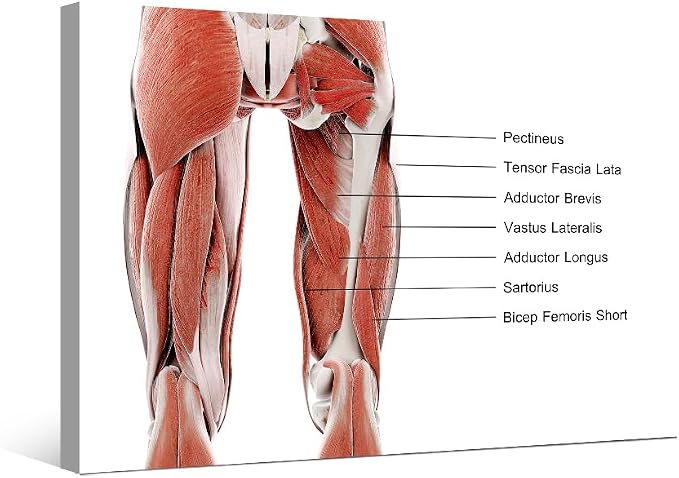 Anatomy-12