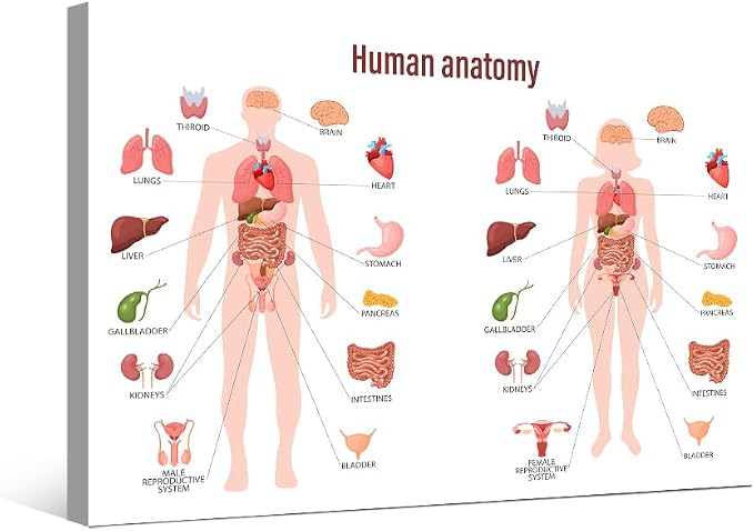 Anatomy-14