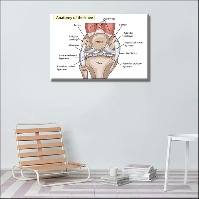 Anatomy-2