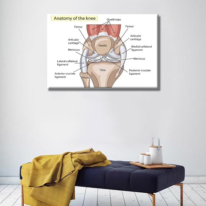 Anatomy-2