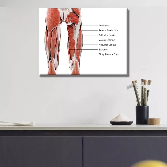 Anatomy-12