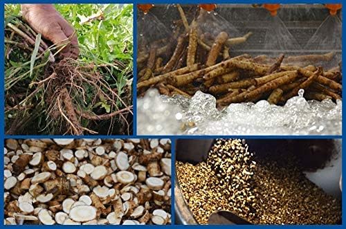 1 LB (Root)