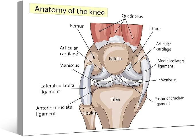 Anatomy-2