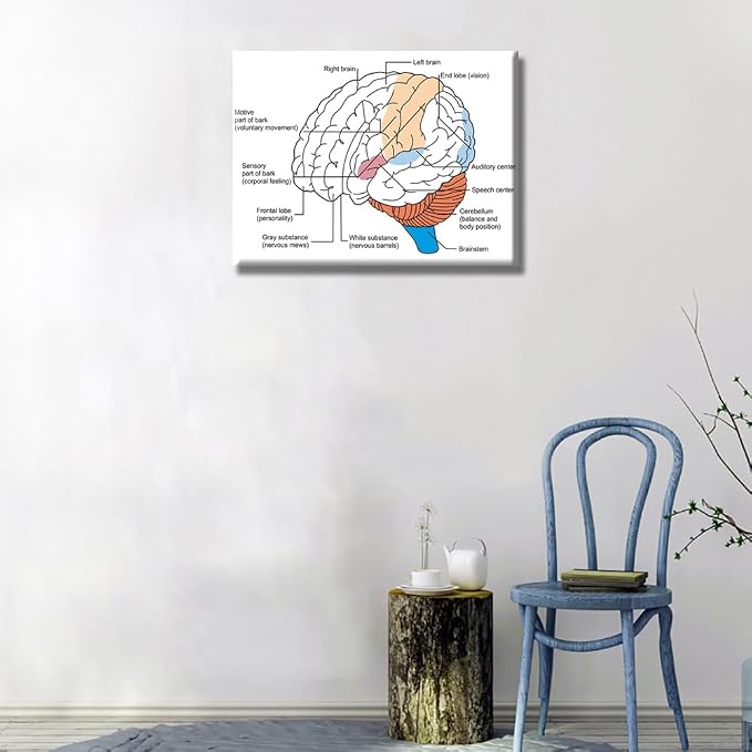Anatomy-1