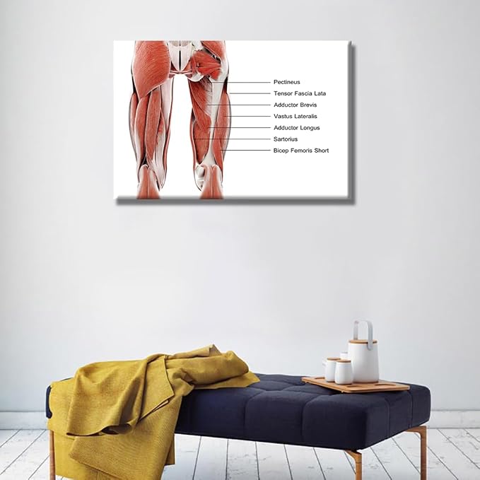Anatomy-12