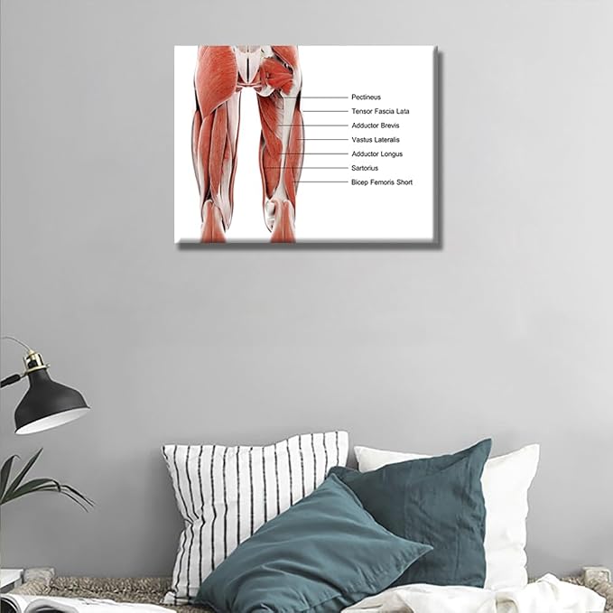 Anatomy-12