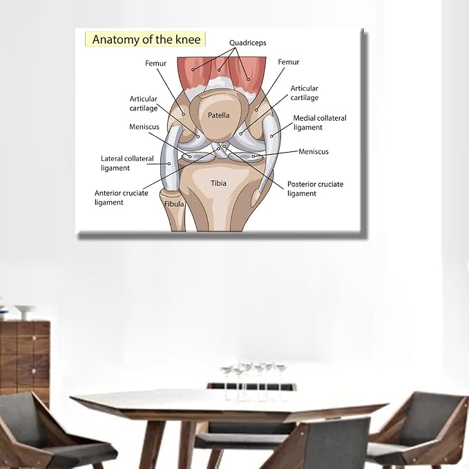 Anatomy-2