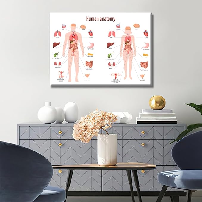 Anatomy-14