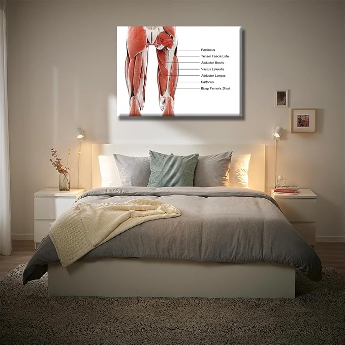 Anatomy-12