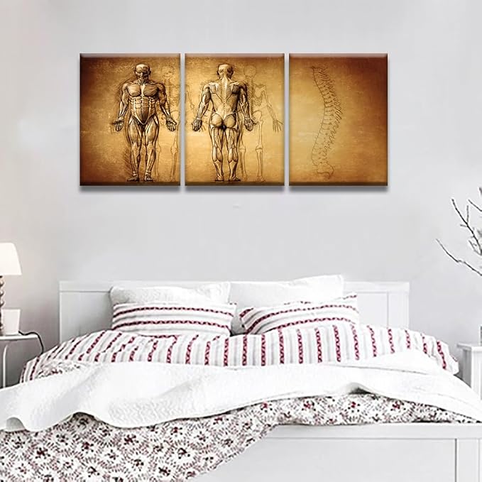Anatomy-27