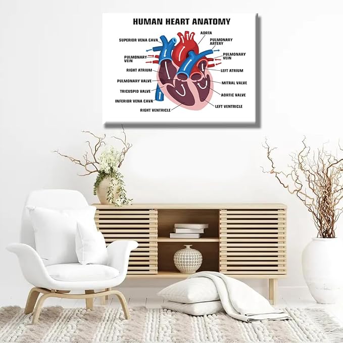 Anatomy-10