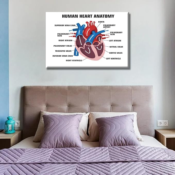 Anatomy-10