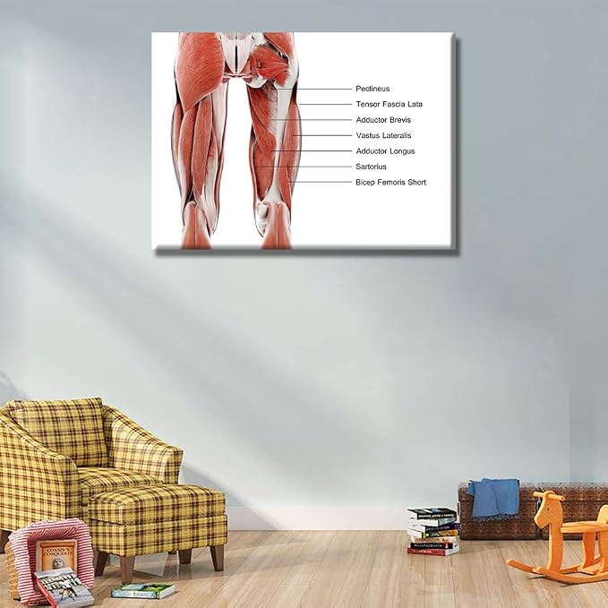 Anatomy-12