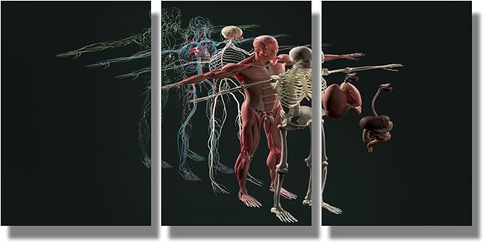 Anatomy-26