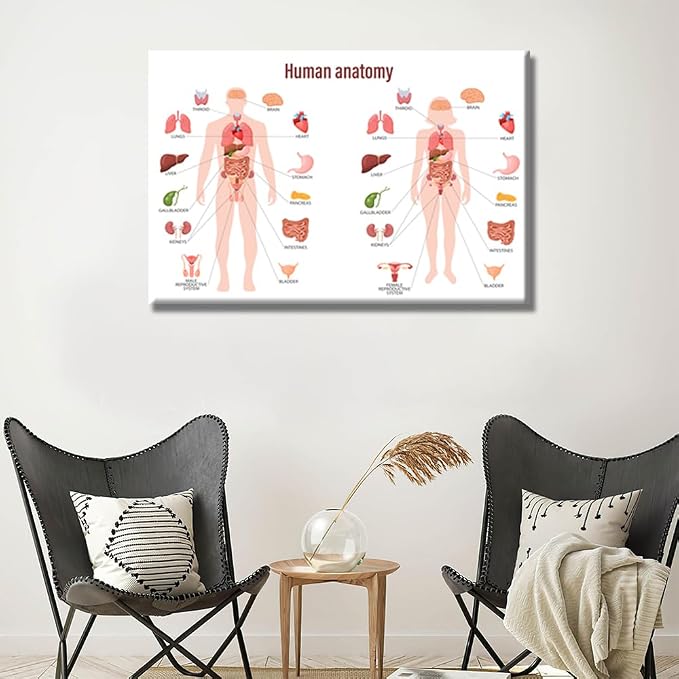 Anatomy-14