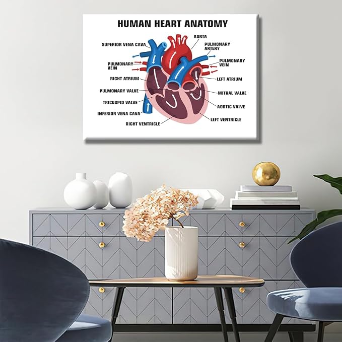 Anatomy-10