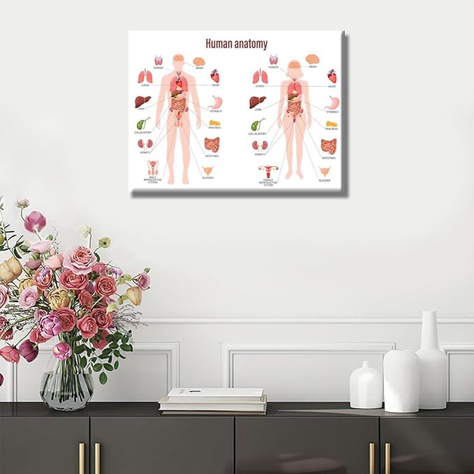 Anatomy-14