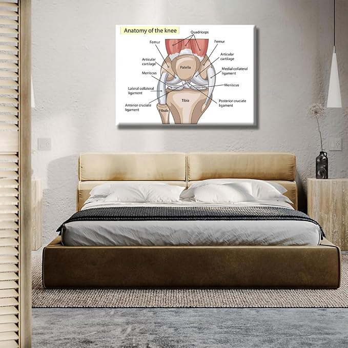 Anatomy-2