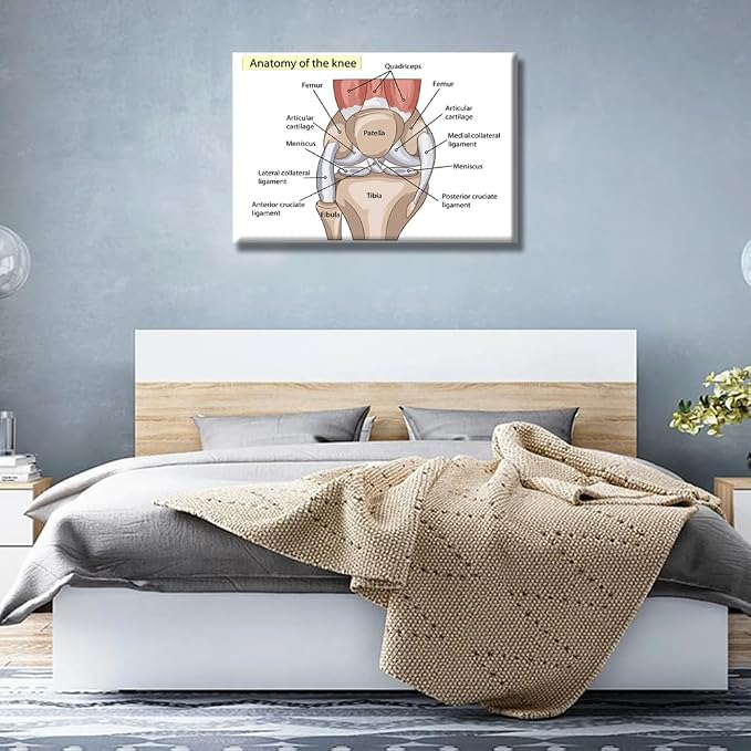 Anatomy-2