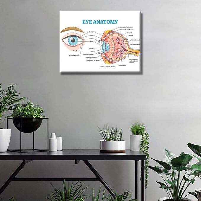 Anatomy-11