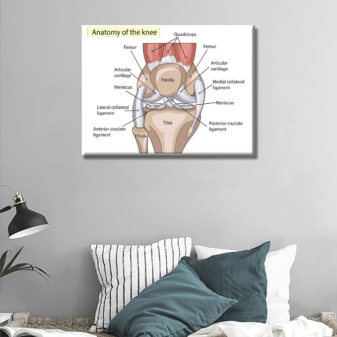 Anatomy-2