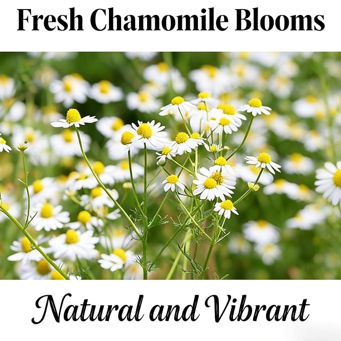 100g/3.52oz Chamomile