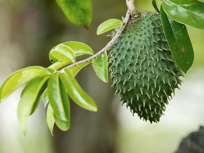 __DEFAULT__