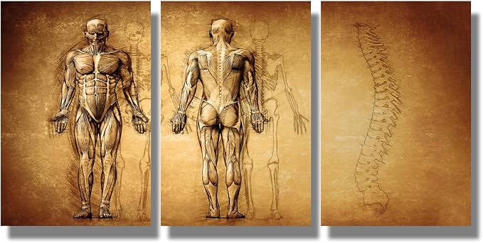 Anatomy-27