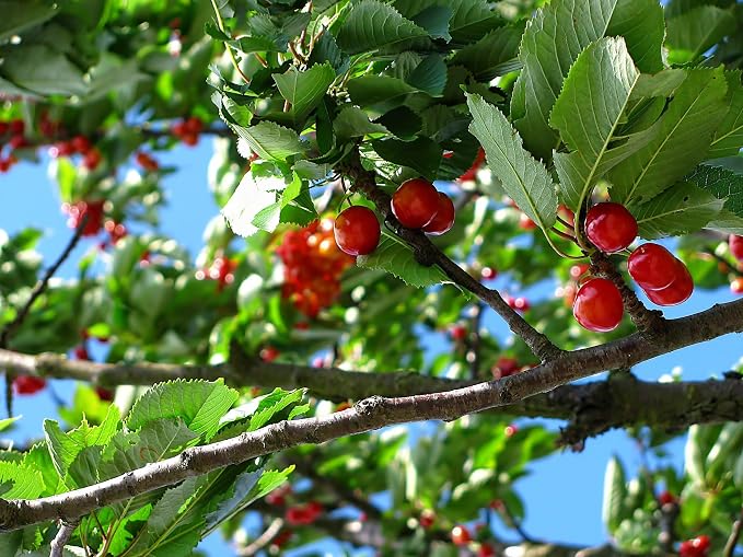 __DEFAULT__
